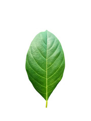 jackfruit leaf on white background.