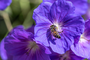 Honeybee collecting nectar pollen from a purple Geranium Rozanne flower, also known as Gerwat or...