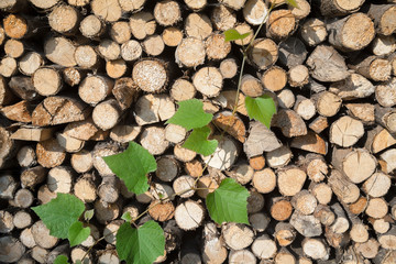 Stack of firewood and grape green vine.