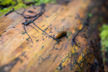 Slug on the forest path. Large Red Slug, Arion rufus