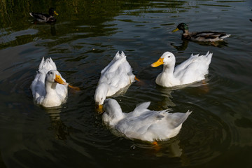 Large white pekin ducks (also known as aylesbury or long island ducks) swimming and searching for food on a lake as a drake mallard looks on