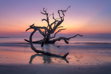Driftwood Beach, Jekyll Island, Georgia, USA