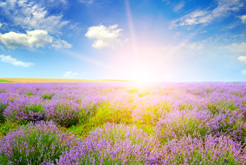 Beautiful lavender field at sunset.