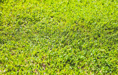 Bright green grass outdoors in the sun. Natural lawn background.