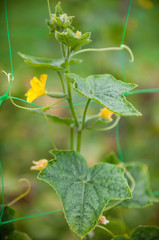 Cucumber plant. Yellow flowers and green leaves