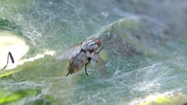 Funnelweb spider Argelenidae attacks a fly