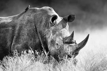 Gordijnen White rhinoceros, rhino bull portrait , highly focused and alerted in tall grass. Black and white. Ceratotherium simum © EtienneOutram