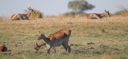 Southern reedbuck in the floodplains of Chobe river front, Botswana, Africa