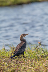 Reed cormorant at the chobe river, Botswana, Africa