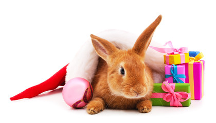One rabbit with gifts in Christmas hat.