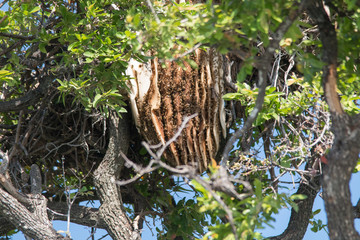 Wild beehive in a tree, Chobe national park, Botswana, Africa