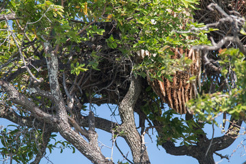 Wild beehive in a tree, Chobe national park, Botswana, Africa