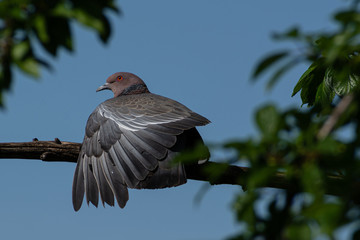 ave reposando bajo el sol con sus alas extendidas 