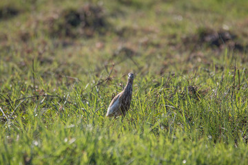 Squacco heron in the grassland, Chobe riverfront, Botswana, Africa