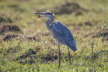 Grey heron fishing at the banks of Chobe river, Botswana, Africa