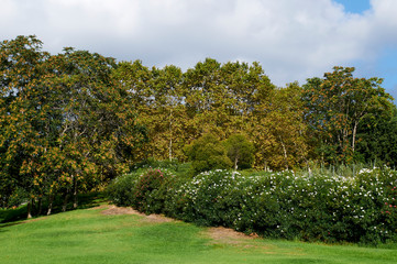 Fototapeta na wymiar Cuidado jardín con árboles en un día soleado