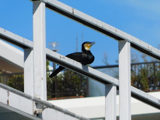 水管橋に留まるカワウ