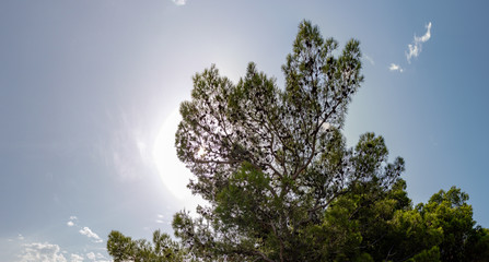 Forest trees in summer sunlight