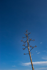 Rotten dead brown tree leafless standing against the blue sky