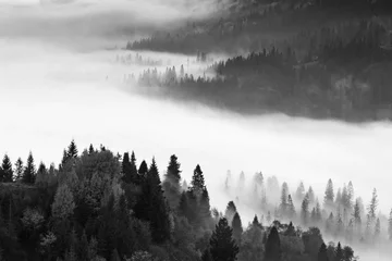 Wall murals Forest in fog wonderful black - white mountains image, trees in morning fog, beautiful autumn scene, monochromatic amazing nature background, Carpathian mountains, Ukraine, europe
