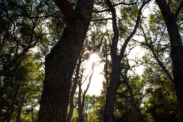 Fototapeta premium Forest trees in summer sunlight