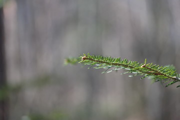 caterpillar on a leaf