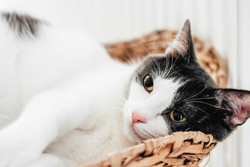 Cute Cat Portrait At Home