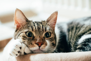 Cute Cat Portrait At Home