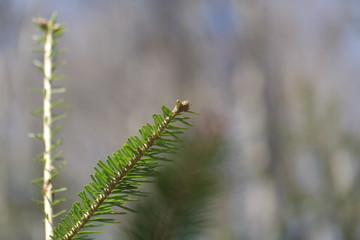 fern in forest