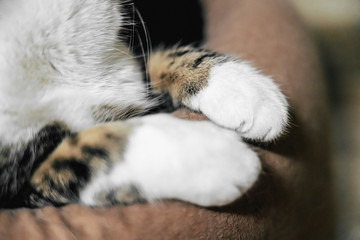 Cute Cat Paws Close Up