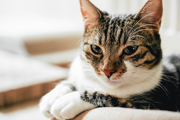 Cute Cat Portrait At Home