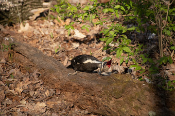 Pileated woodpecker