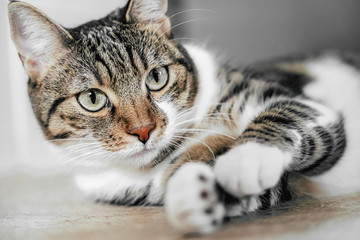 Cute Cat Portrait At Home