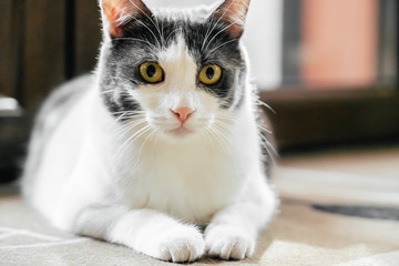 Cute Cat Portrait At Home