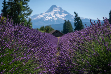 Close up of Lavender with Mount Hood in the background