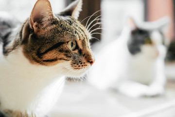 Cute Cat Portrait At Home