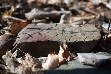 autumn leaves in the forest