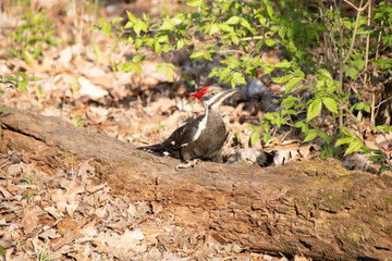 Pileated woodpecker