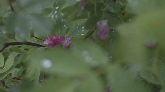 Close-up view of purple fading wild rose blossoms on the bush in autumn forest covered with small dew drops. Stock footage. Beautiful view of wild nature
