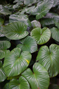 Closed up elephat ear leaves