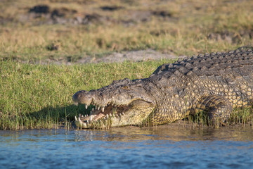 Nile crocodile at the chobe river, Botswana, Africa