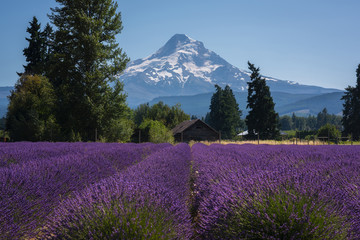 Fototapeta na wymiar Old barn and Mount Hood with rows of Lavender bushes