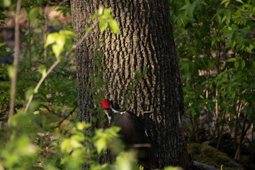 Pileated woodpecker
