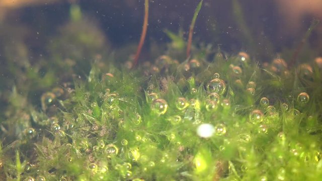 Daphnia magna is small planktonic crustacean and other small crustaceans in still water of shallow swamp among green algae moving fast creating Underwater Macro Chaos
