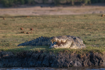 Nile crocodile at the chobe river, Botswana, Africa