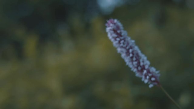 Beautiful view of wild nature. Stock footage. Close-up view of delightful purple wildflower growing in forest.