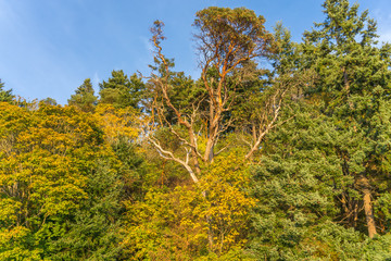 Fototapeta premium Yellow Leaves And Blue Sky 4
