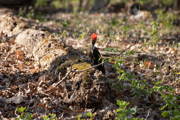 Pileated woodpecker