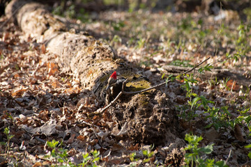 Pileated woodpecker