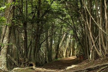 camino rodeado de arboles - Glaciar Martial 